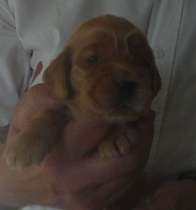 femelle_ginger 2906.JPG